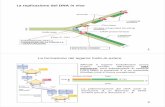 La replicazione del DNA in vivo - Web server per gli ...users.unimi.it/sguglie/Didattica2016-2017/Lezioni18-19_1-2dic2016.pdf · Analisi degli acidi nucleici (in particolare della