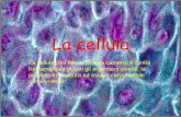 La cellula - mcquadro.altervista.org cellulamio.pdf · Ciclo vitale •I viventi hanno un ciclo vitale costituito dalla nascita , crescita, riproduzione e morte. ... •Tutti gli