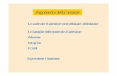 Le molecole d’adesione intercellulare: definizione Le ...didattica.uniroma2.it/assets/uploads/corsi/145556/molecoleadesione.pdf · Espressione e funzione. MOLECOLE DI ADESIONE INTERCELLULARE