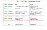 RUOLI BIOLOGICI DELLE PROTEINE - Moodle@Units · PROTEINE DI DIFESA – Ig ed MHC ANTICORPI (Immunoglobuline) B-CELLS, T-CELLS (LINFOCITI con recettori MHC) ... delle cellule (meccanismo