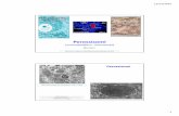 17 Perossisomi 2016 - Università di Pavia · formazione di ATP mediante la fosforilazione ossidativa nei ... glicolisi neitripanosomi ... biosintetica oppure nei mitocondri per partecipare