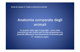 Anatomia comparata degli animali - elearning.unite.it · Anatomia comparata degli animali Su queste slide vige il copyrigth: sono state concesse da vari Autori per la sola proiezione
