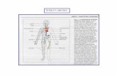 TESSUTI LINFOIDI - DidatticaWEBdidattica.uniroma2.it/.../uploads/corsi/141082/Anatomia_comparata.pdf · Anatomia comparata del Sistema immunitario Spugne-organismi pluricellulari,