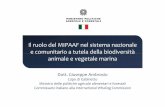 Il ruolo del MIPAAF nel sistema nazionale e comunitario a ... · • Legge 157/957/9 ,2, Norme pp per la protezione della fauna selvatica omeoterma e per il prelievo venatorio. ...