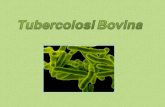 La Tubercolosi Bovina (TB) è una malattia infettiva ... · Su terreni a base di uovo le colonie tipiche ... causa di una debole risposta dell’immunità ... basso numero di bacilli