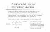 Ossidoreduttasi con coenzima flavinico · sulla ossidoriduzione delle unità bicarboniose, con effetto sul metaqbolismo lipidico che si traduce in una CARENZA della SINTESI di FOSFO
