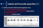 Cellule dell’immunità aspecifica (1) - webalice.it · cell receptor – BCR ... Differenziazione in plasmacellule secernenti Ab con la stessa specificità per l’antigene. ...