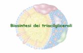 Biosintesi dei triacilgliceroli - dbcf.unisi.it · X è un metabolita del colesterolo non ancora identificato che stimola la proteolisi di HMG-CoA reduttasi Regolazione della biosintesi