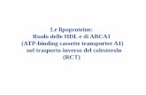 Le lipoproteine: Ruolo delle HDL e di ABCA1 (ATP-binding ...m.docente.unife.it/francesco.bernardi/materiale-didattico... · del colesterolo al fegato dove viene secreto sotto forma