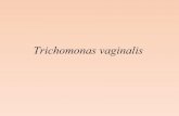 Trichomonas vaginalis · • Phylum Sarcomastigophora • Subphylum Mastigophora • Classe Zoomastigophorea • Ordine Trichomonadida • Genere Trichomonas ...