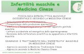 Infertilità maschile e Medicina Cinesegiovannafranconi.weebly.com/uploads/3/4/2/4/3424517/1_master_infer... · tessuto connettivo fibroso bianco si estende in setti che dividono