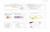 Fisiopatologia DIABETE - Modalità compatibilità · Secondario: Pancreasectomia Pancreatiti Assenza dei recettori per l’insulina Modificazioni strutturali dell’insulina Provocano