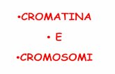 CROMATINA •• EE ••CROMOSOMI - bgbunict.it · L’organizzazione base della cromatina è una struttura a collana di perle Un segmento di DNA della lunghezza di 140 bp si avvolge