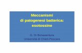 Meccanismi di patogenesi batterica: lezione - tossine...  Antigeni esogeni (batteri, virus, miceti,
