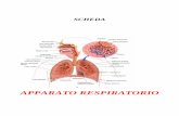 APPARATO RESPIRATORIO - crivillardora.it APPARATO... · Parlando di anatomia e fisiologia del corpo umano conosceremo le parti che costituiscono il corpo ... La respirazione polmonare