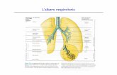 L’albero respiratorio - Moodle@Units · L’albero respiratorio. La muscolatura respiratoria. L’elasticità del parenchima polmonare. ... -area di scambio . Pressioni parziali