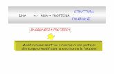 Modificazione selettiva o casuale di una proteina allo ...arianna.med.uniroma1.it/cutruzzola/lezioni/BM2-2008/lez11.pdf · Ingegneria genetica Ingegneria proteica Ingegneria metabolica