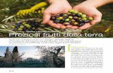 Olio e territorio | Fèlsina e Donato Conserva Preziosi ... · mai prescindere dall’olivo, ... e Frantoio sono le cultivar più diffuse, dalla loro frangitura e spremitura si ricava