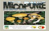 n. 4 2010 - Gruppo Micologico Massimiliano Danesi 4 - 2010 (sito web).pdf · C. Sorbi - Le Macrolepiota più comuni delle nostre zone, ... senza alcun risparmio sul ... disposte a