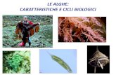 LE ALGHE: CARATTERISTICHE E CICLI BIOLOGICI · Ife a tromba di Macrocystis pyrifera Divisione Heterokontophyta ... Sono le uniche alghe verdi d’acqua dolce con tallo macroscopico,