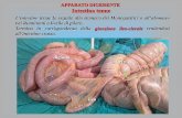 APPARATO DIGERENTE Intestino tenue · APPARATO DIGERENTE The intestine is normally gray to pink in color. It may have a darker pink appearance like the photos below. None of it should