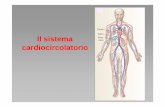 5Il sistema cardiocircolatorio - Corso di Laurea in ... sistema cardiocircolatorio.pdf · L’apparato cardiovascolare è costituito dal cuore e da condotti elastici (vasi ) attraverso