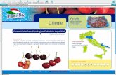 Ciliegie - madeinblu.biz · > home > prodotti > frutta > kiwi > Download scheda prodotto in pdf > Download scheda pallettizzazione in pdf Ciliegie Varietà selezione delle migliori