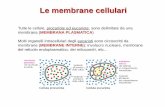 Le membrane cellulari - biologia.i-learn.unito.itbiologia.i-learn.unito.it/pluginfile.php/31120/mod_resource/... · semplici, es.: cerebrosidi) oppure • una lunga catena ramificata