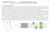 CAPITOLO VI - I Canali di    sfingomieline che si trovano soprattutto nelle guaine mieliniche