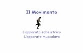 Il Movimento - Istituto San Vincenzo de' Paoli - Reggio ... · svolge anche la funzione di sostegno al nostro corpo e fornisce ... per realizzare le funzioni di movimento, ... il