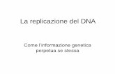 La replicazione del DNA - Moodle@Units · processività. Alla fine di un frammento di Okazaki, la DNA Pol si dissocia per una variazione di affinità con la pinza, che invece può
