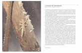 La fauna ad invertebrati - orobievive.net · da molti autori come il fattore che più influenza l’ecologia, ... di sopravvivere in ambienti così severi deriva da ... ostracode