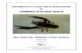 Paolo Bazzoni - ossolana-acque.net gambero VCO.pdf · che consenta il ritorno del sangue al . Fig. 2 Gambero di fiume (visione dorsale – ventrale); (J.Arrignon,1996). Gli occhi