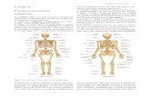 Lo scheletro umano è diviso in due parti fondamenta l ... Educazione Fisica/1^ SSS.pdf · Vi sono più di 200 ossa. ... dro appiattito e da tre appendici sporgenti: quelle che sporgono