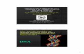 DNA - sititriveneto.itAgaro.pdf · presenza di geni di suscettibilità” (Spilberg et al. J Clin Epidemiol, 1997, 50: 633-638) METODOLOGIA ... i geni responsabili per la loro virulenza,