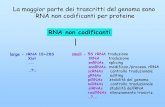La maggior parte dei trascritti del genoma sono RNA non ... · L’esone a monte attaa on la sua estremità 3’OH la giunzione di spli ing al 3’ reazione di esterificazione La