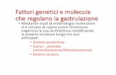 Fattori genetici e molecole che regolano la gastrulazionepeople.unipi.it/static/istologia/APPUNTI ADE EMBRIO/05 2018 ade... · • Mediante studi di embriologia molecolare si è cercato