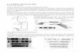 La forza muscolare - marchemarche.coni.it/images/marche/documentazione/2004/2.pdf · La forza e la velocità, due parametri prodotti dal muscolo scheletrico, sono alla base di qualsiasi