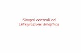 Sinapsi centrali ed Integrazione sinaptica - med.unipg.it Didattico/Fisiologia (Grassi)/2014... · Differenze tra sinapsi neuromuscolare e sinapsi centrali Le sinapsi neuromuscolari
