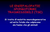 LE ENCEFALOPATIE SPONGIFORMI TRASMISSIBILI (TSE) · conosciute anche con la denominazione di amiloidosi ... ALTO MEDIO. BASSO. NON MISURABILE: Encefalo. Ileo: ... Gh. Salivari. Placenta,