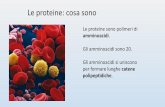 Le proteine: cosa sono - lanzipediaweb.altervista.org · MACROMOLECOLE OGNI MACROMOLECOLA È FORMATA DA ... Tabella 4 Funzioni biologiche ... gi produce un polipeptide la cui catena