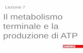 Lezione 7 Il metabolismo terminale e la produzione di ATPannaonofri.net/files/biochimica_metabolismo_terminale_lez7.pdf · spendendo 4 ATP. La vitamina B5 è ... La principale è