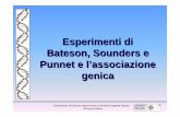 12. Esperimenti di Bateson e Punnet e Associazione Genica · Giovanna Attene Esperimenti di Bateson, Sounders e Punnet e l’associazione genica Dipartimento di Scienze Agronomiche