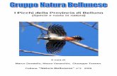 I Picchi della Provincia di Belluno - Gruppo Natura Bellunese · Si nutre soprattutto di adulti e larve di artropodi forestali (soprattutto insetti lignicoli o che si nutrono di foglie),