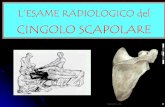 10. Cingolo scapolare - etsrm.itetsrm.it/doc_rubriche/231-009-10_Rx_cingolo_scapolare.pdf · CINGOLO SCAPOLARE. CLAVICOLA. PROIEZIONI STANDARD SEMIASSIALE ... • Criterio di correttezza: