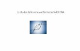Lo studio delle varie conformazioni del DNA - Moodle@Units · seconda della natura del DNA all’esame,andando da velocità non molto minori di quelle di denaturazione nel caso di