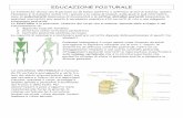 EDUCAZIONE POSTURALE · 2016-07-19 · funzioni: sostiene il corpo, protegge il midollo spinale e permette il movimento del tronco e della testa. Per ... (si portano le creste iliache