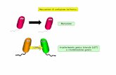 trasferimento genico laterale (LGT) e ricombinazione genicadidattica.uniroma2.it/assets/uploads/corsi/148643M1955/L-13141.pdf · mutazioni sono di entità limitata Nel cromosoma batterico