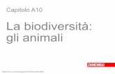 Scient.02 - La biodiversità/ gli animali · Il progenitore comune Gli animali si sono originati da una colonia di protisti unicellulari, le cui cellule si sono specializzate per
