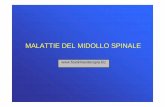 MALATTIE DEL MIDOLLO SPINALE - Fisiokinesiterapiafisiokinesiterapia-news.it/NewDownload/MALATTIEMIDOLL2.pdf · LESIONI DEL MIDOLLO SPINALE Una lesione trasversale acuta del midollo
